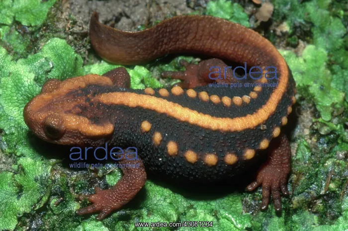 : Mandarin Newt : Mandarin Newt