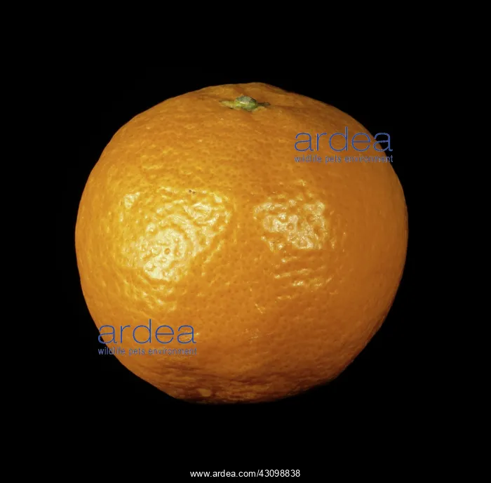 : Mandarin Orange : Mandarin Orange