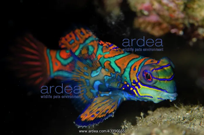 : Mandarinfish : Mandarinfish