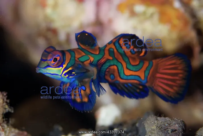 : Mandarinfish : Mandarinfish