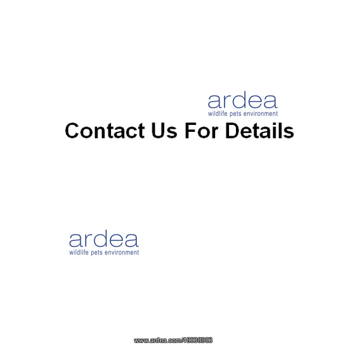 : Mandarinfish : Mandarinfish