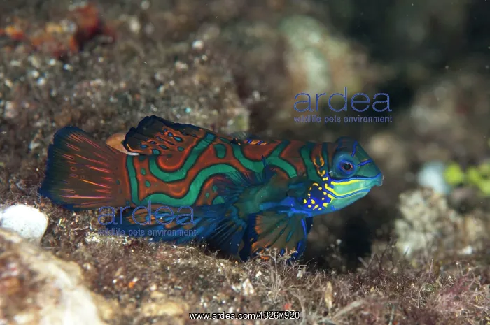 : Mandarinfish - dusk dive : Mandarinfish - dusk dive