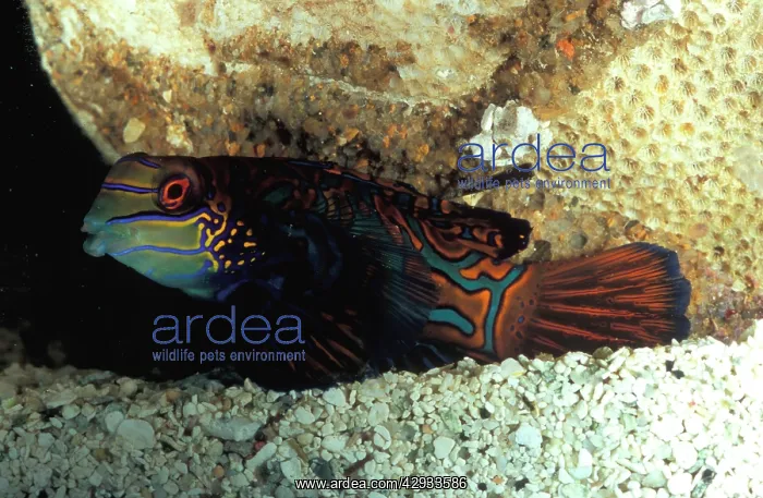 : Mandarinfish, one of the most highly prized species : Mandarinfish, one of the most highly prized species