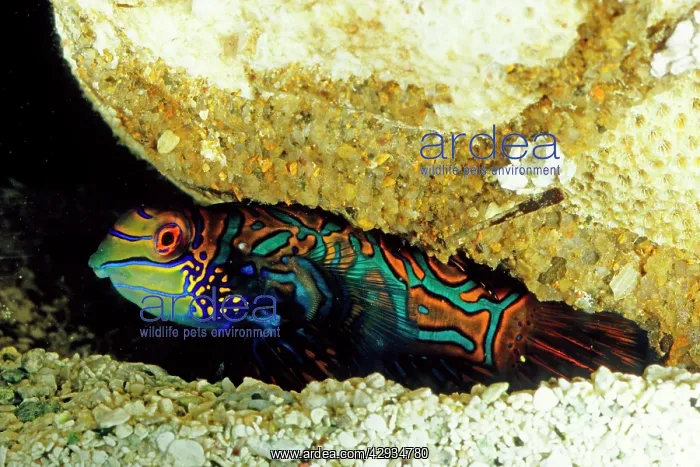  : Mandarinfish, highly prized species for home aquariums