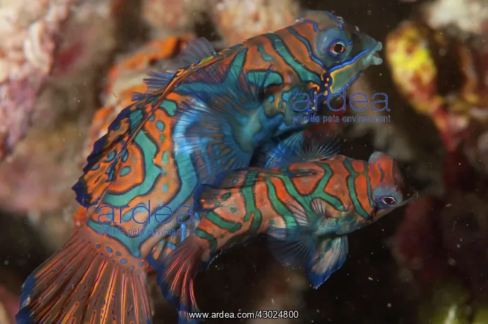 : Mandarinfish Mating pair with ornate markings amongst : Mandarinfish Mating pair with ornate markings amongst