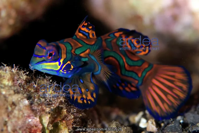 : Mandarinfish with ornate markings : Mandarinfish with ornate markings