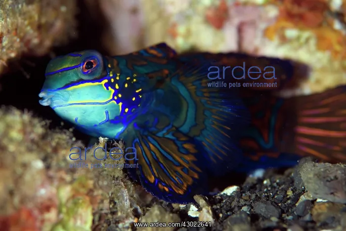 : Mandarinfish with ornate markings : Mandarinfish with ornate markings
