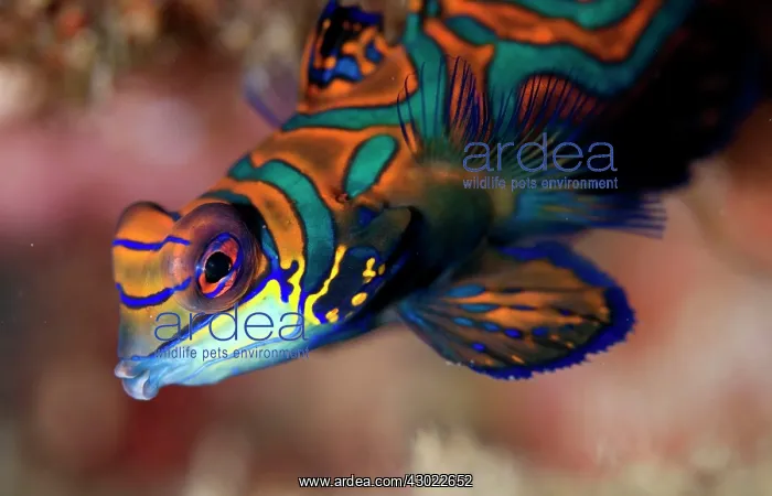 : Mandarinfish with ornate markings : Mandarinfish with ornate markings