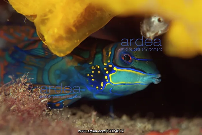 : Mandarinfish with ornate markings : Mandarinfish with ornate markings