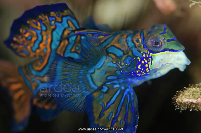 : Mandarinfish - with ornate markings : Mandarinfish - with ornate markings