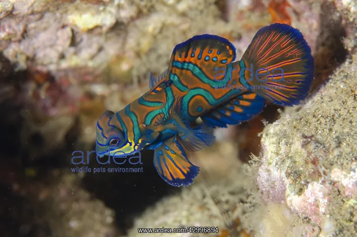: Mandarinfish - with ornate markings - Banda Neira : Mandarinfish - with ornate markings - Banda Neira