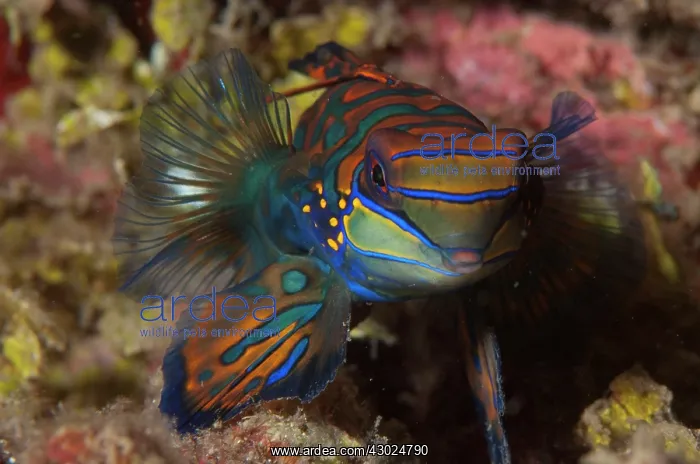 : Mandarinfish with ornate markings amongst coral : Mandarinfish with ornate markings amongst coral