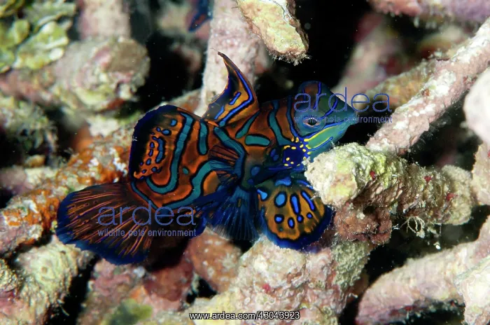 : Mandarinfish with ornate markings amongst coral : Mandarinfish with ornate markings amongst coral