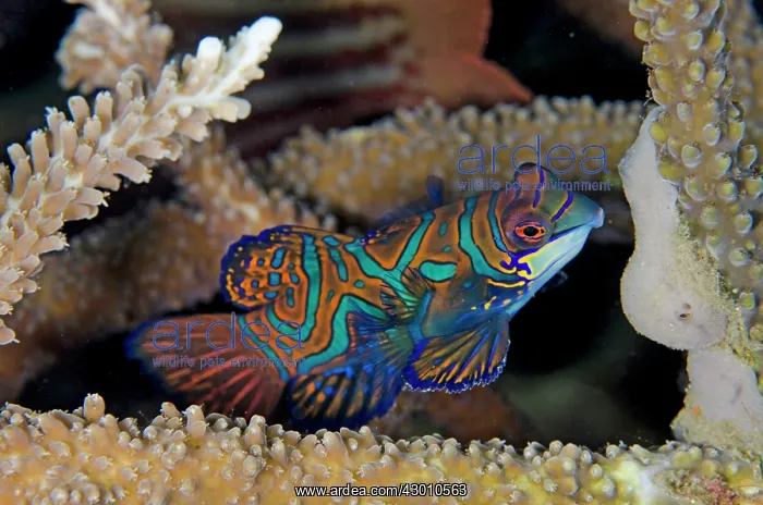 : Mandarinfish with ornate markings inside coral Bianca : Mandarinfish with ornate markings inside coral Bianca