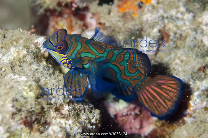 : Mandarinfish - with ornate markings - Maulana : Mandarinfish - with ornate markings - Maulana