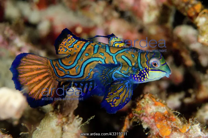 : Mandarinfish - with ornate markings on night dive : Mandarinfish - with ornate markings on night dive