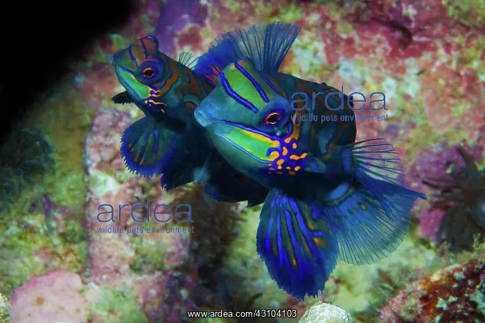 : Mandarinfishes (Synchiropus splendidus) mating : Mandarinfishes (Synchiropus splendidus) mating