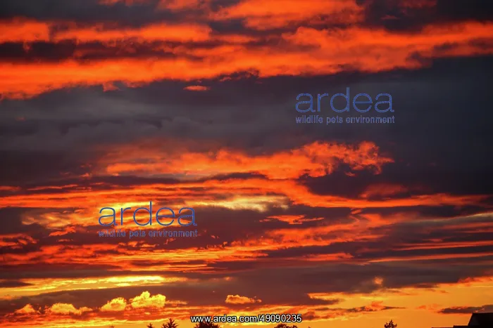 : Mandelieu la Napoule, sunset : Mandelieu la Napoule, sunset
