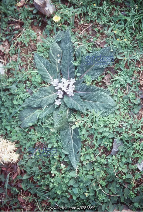 : MANDRAKE : MANDRAKE