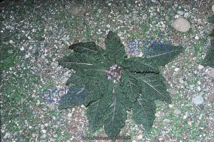  : MANDRAKE FLOWER