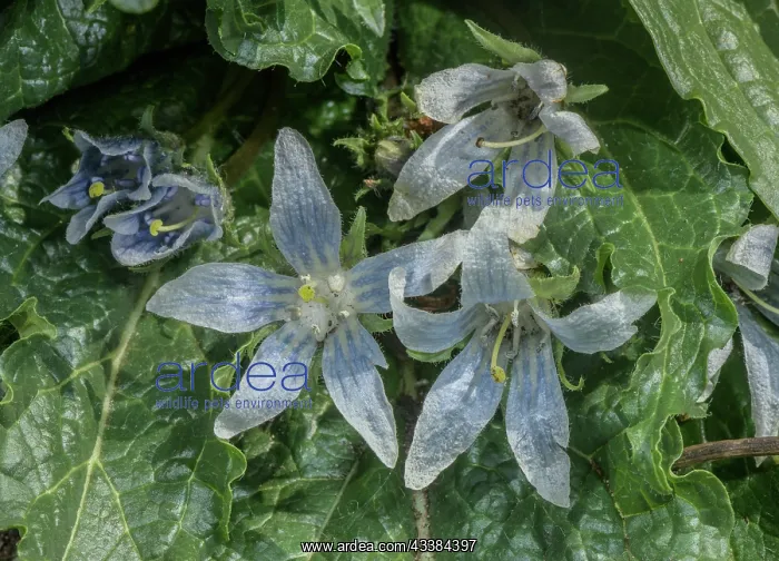 : Mandrake, Mandragora officinarum, in flower in spring : Mandrake, Mandragora officinarum, in flower in spring