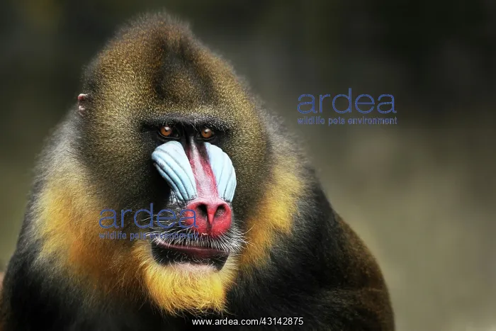 : Mandrill (Mandrillus sphinx) portrait of a male : Mandrill (Mandrillus sphinx) portrait of a male