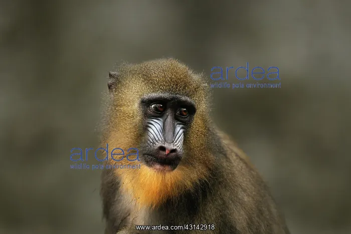 : Mandrill (Mandrillus sphinx) portrait of a female : Mandrill (Mandrillus sphinx) portrait of a female