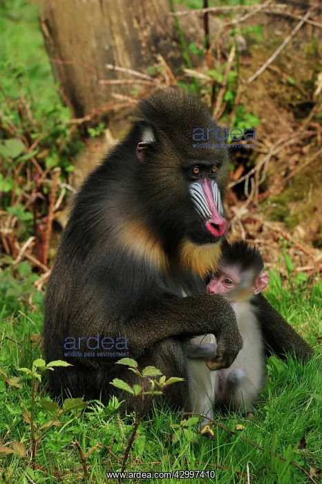 : Mandrill - adult with baby : Mandrill - adult with baby