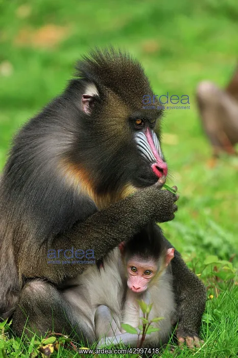 : Mandrill - adult with baby : Mandrill - adult with baby
