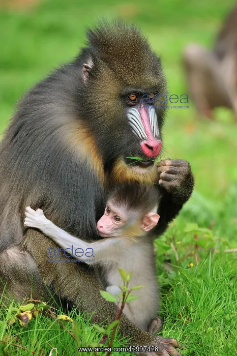 : Mandrill - adult with baby : Mandrill - adult with baby