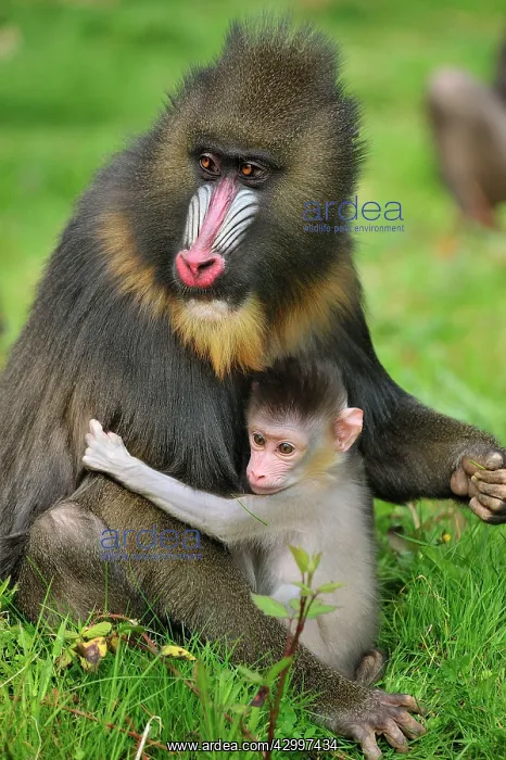 : Mandrill - adult with baby : Mandrill - adult with baby