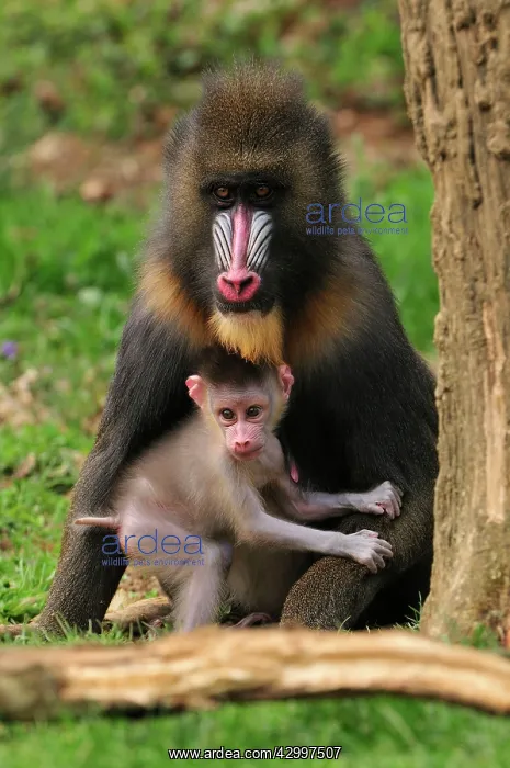 : Mandrill - adult with baby : Mandrill - adult with baby