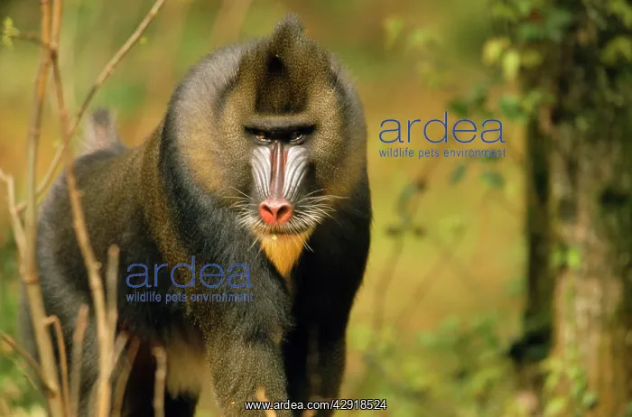 : MANDRILL BABOON : MANDRILL BABOON