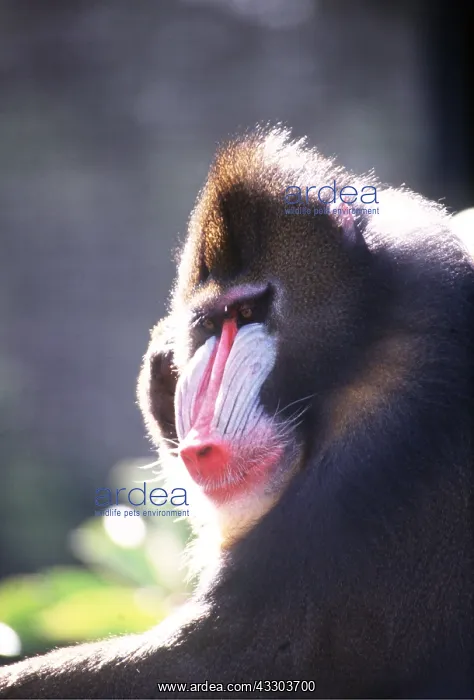 : MANDRILL BABOON : MANDRILL BABOON