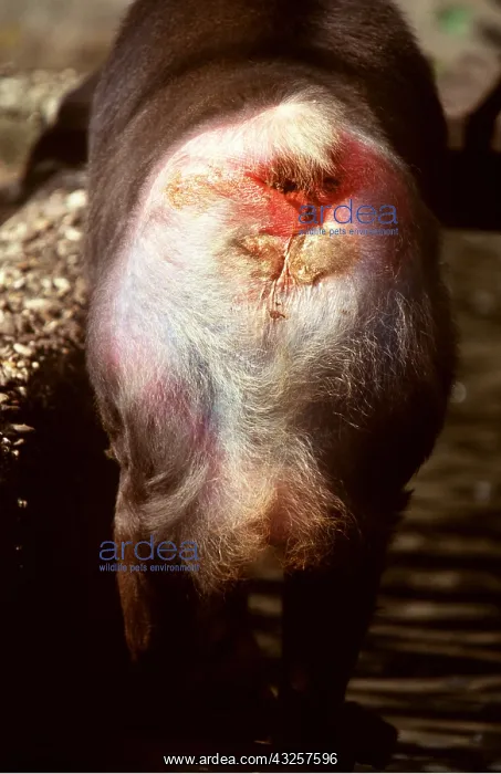 : MANDRILL BABOON - close-up of back side : MANDRILL BABOON - close-up of back side