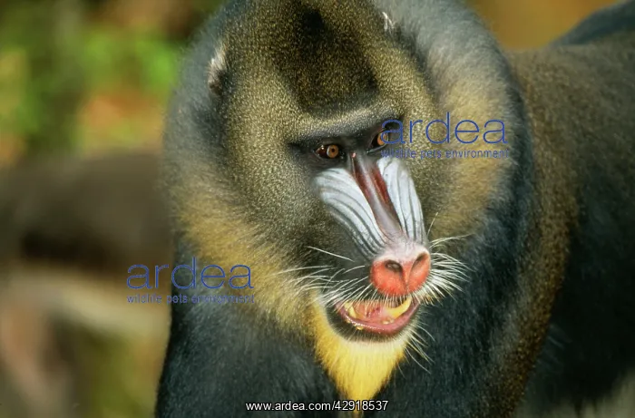 : MANDRILL BABOON - close-up of face : MANDRILL BABOON - close-up of face