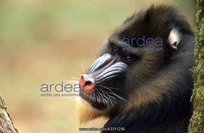 : MANDRILL BABOON - close-up of side of face : MANDRILL BABOON - close-up of side of face
