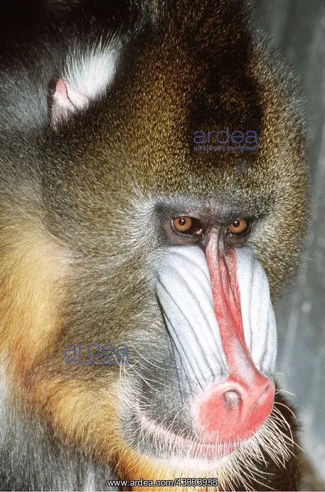 : MANDRILL BABOON - close-up of face : MANDRILL BABOON - close-up of face