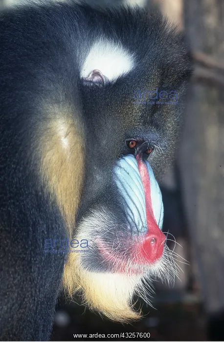 : MANDRILL BABOON - close-up of head : MANDRILL BABOON - close-up of head