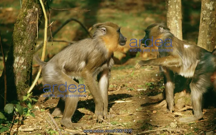 : MANDRILL BABOON - two fighting : MANDRILL BABOON - two fighting
