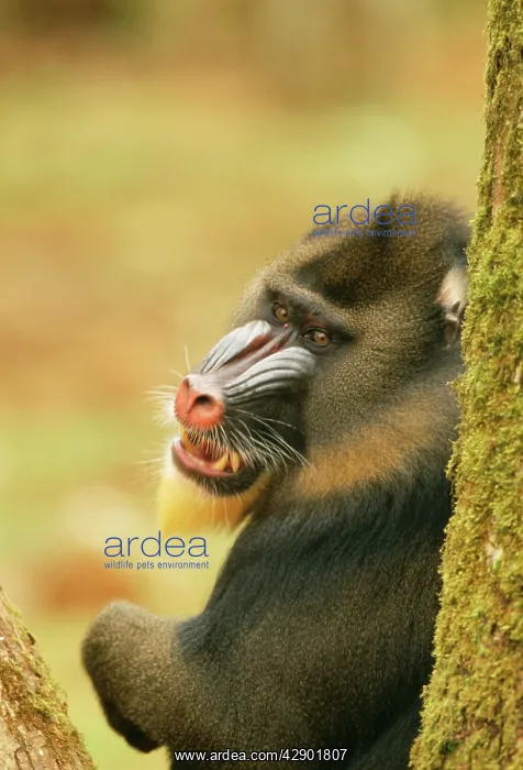 : MANDRILL Baboon - leaning on tree : MANDRILL Baboon - leaning on tree