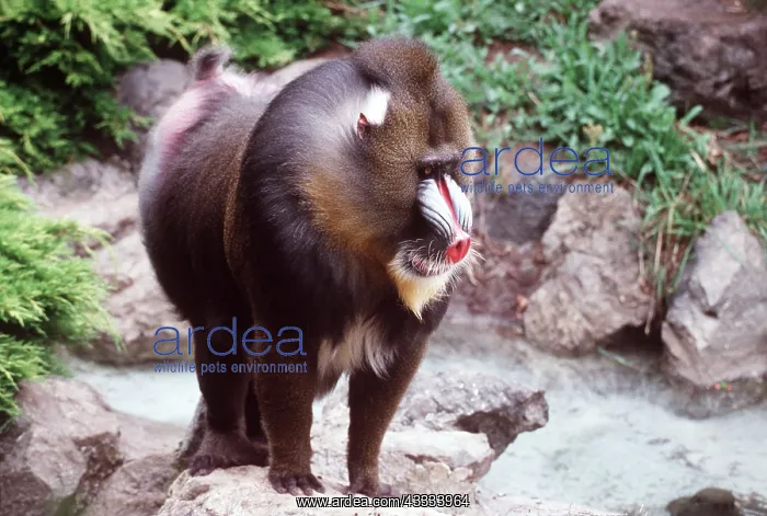 : MANDRILL BABOON - male : MANDRILL BABOON - male