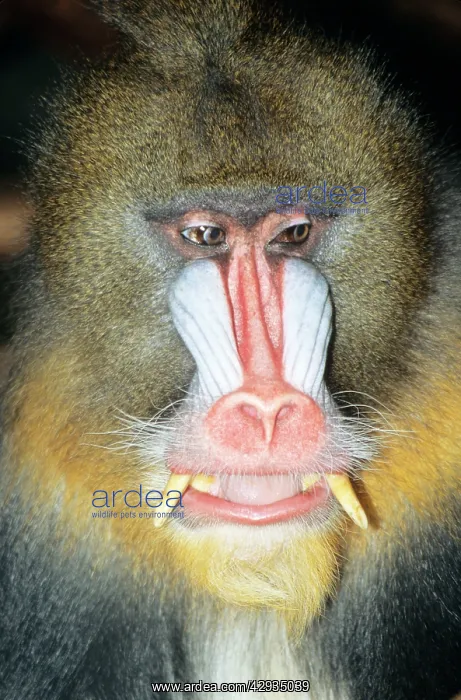  : Mandrill BABOON - Male, close-up of face