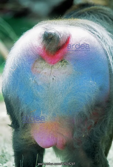 : Mandrill BABOON - male, rear end : Mandrill BABOON - male, rear end