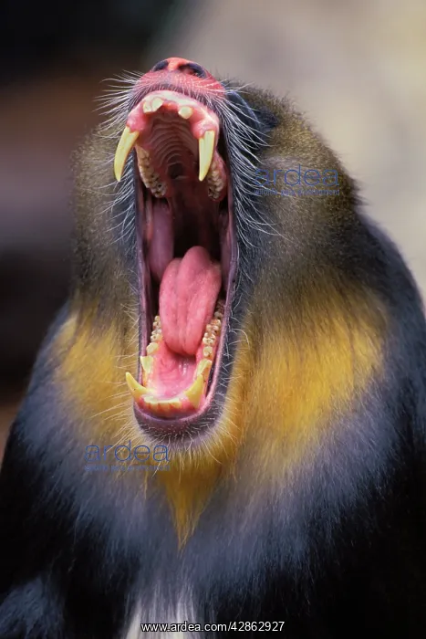 : MANDRILL Baboon - male yawning : MANDRILL Baboon - male yawning