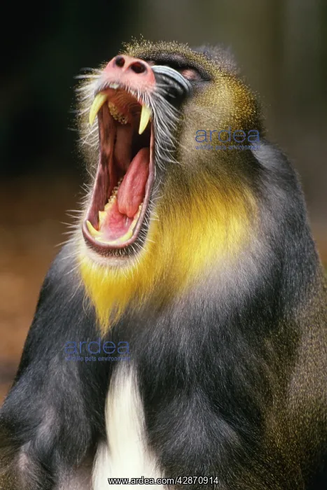 : Mandrill Baboon - male yawning : Mandrill Baboon - male yawning