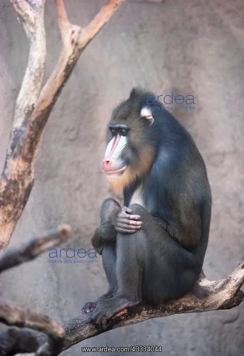 : MANDRILL BABOON - sitting : MANDRILL BABOON - sitting