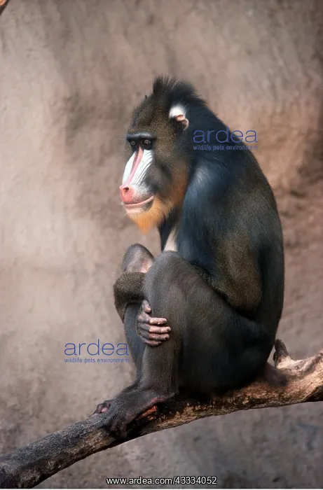 : MANDRILL BABOON - sitting : MANDRILL BABOON - sitting