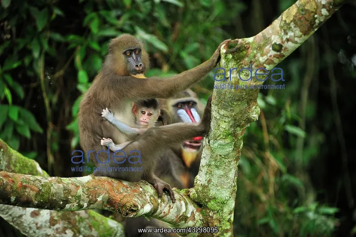  : Mandrill - with baby Parc de la Lekedi  /  Lekedi