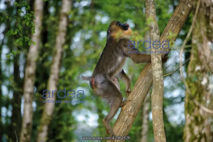 : Mandrill - climbing : Mandrill - climbing